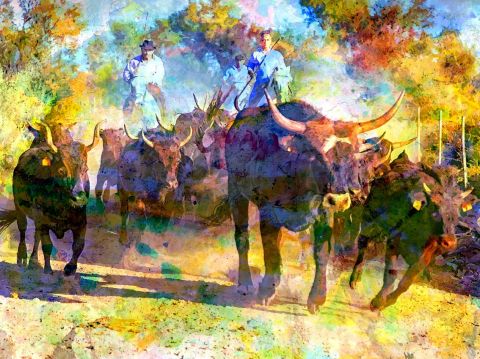 la Camargue